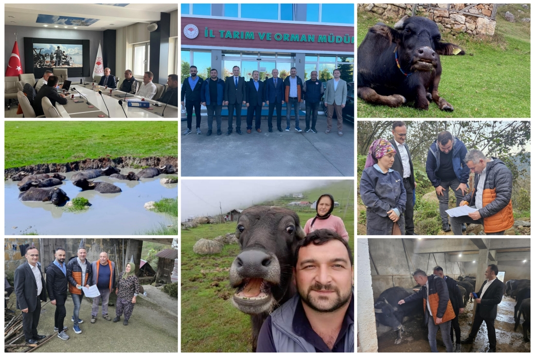 Giresun’da Manda Islah Projesi Yürütme Kurulu Toplantısı Yapıldı