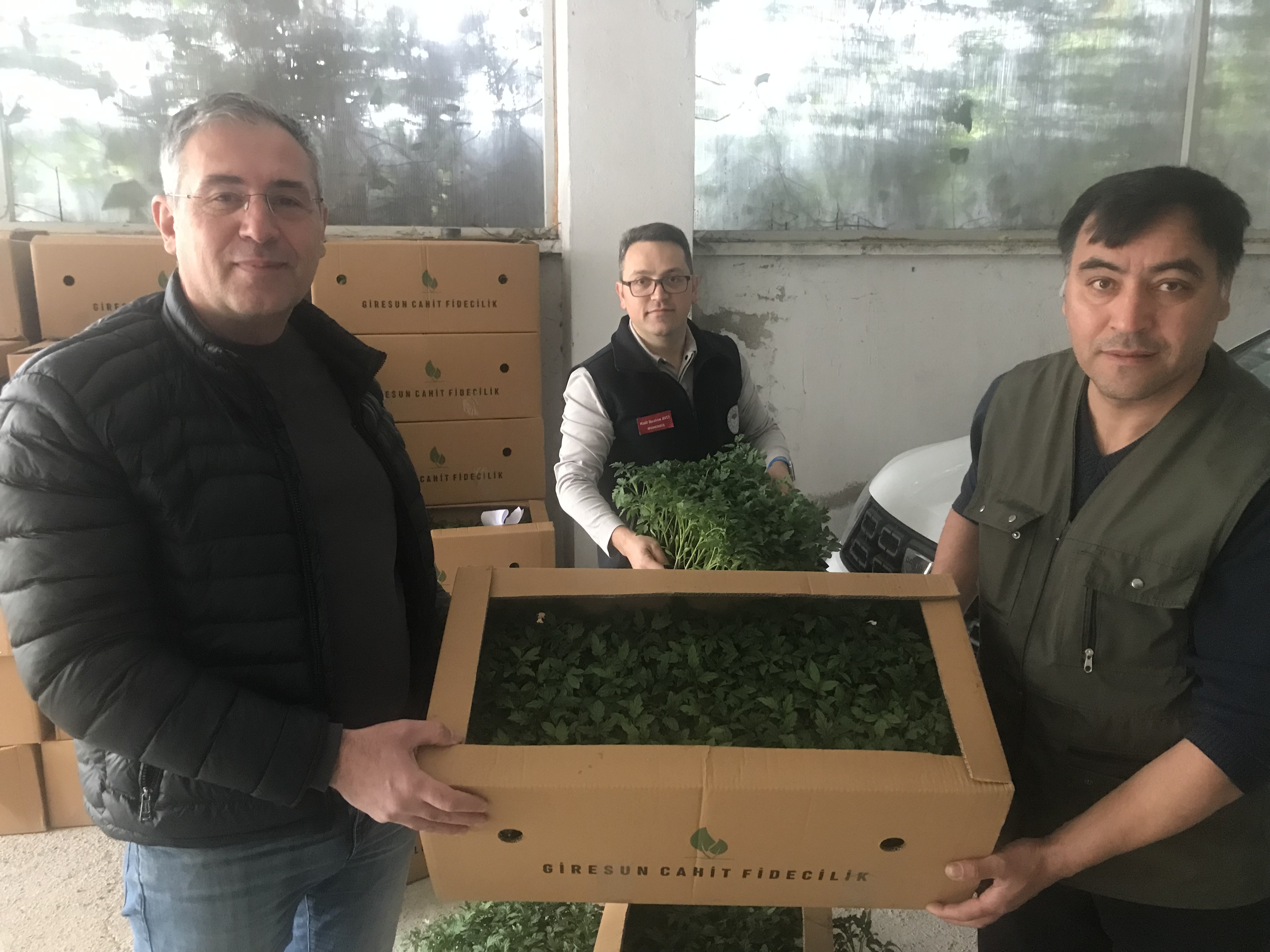 Çiftçilere Fide Dağıtıldı