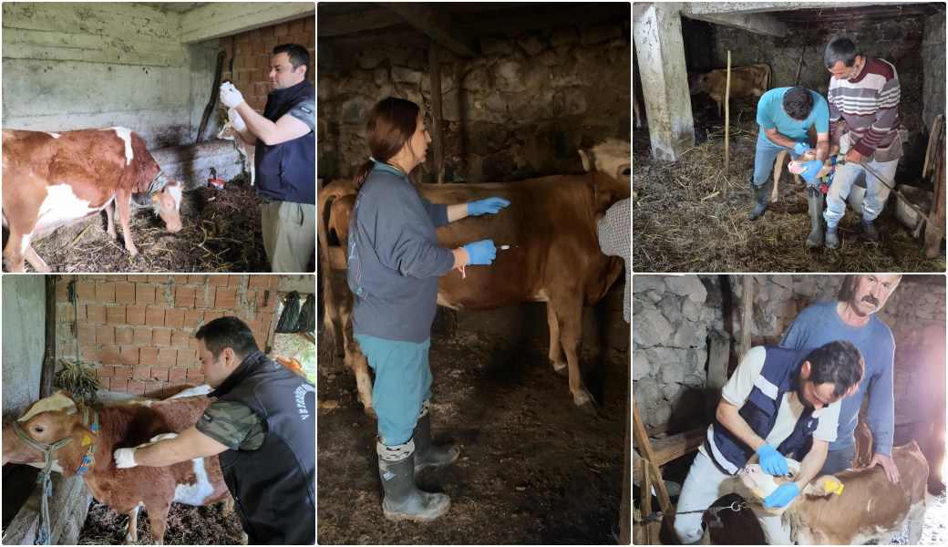 Giresun’da İlk 5 Ayda 267 Bin 556 Muhtelif Hayvan Aşılandı