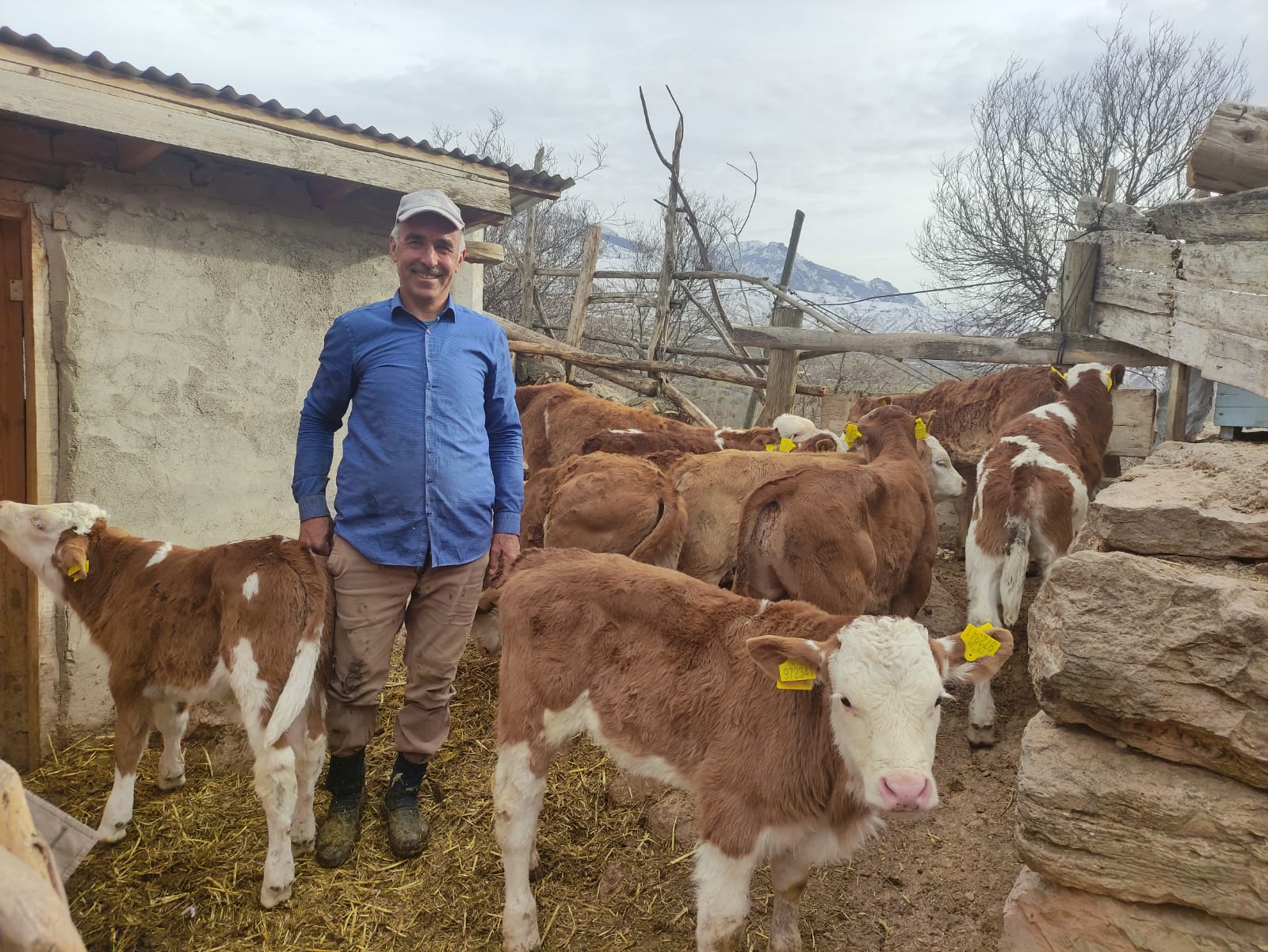 BUZAĞI/MALAK (BÜYÜKBAŞ) DESTEĞİ 1’NCİ DÖNEM MÜRACAATLARI BAŞLADI