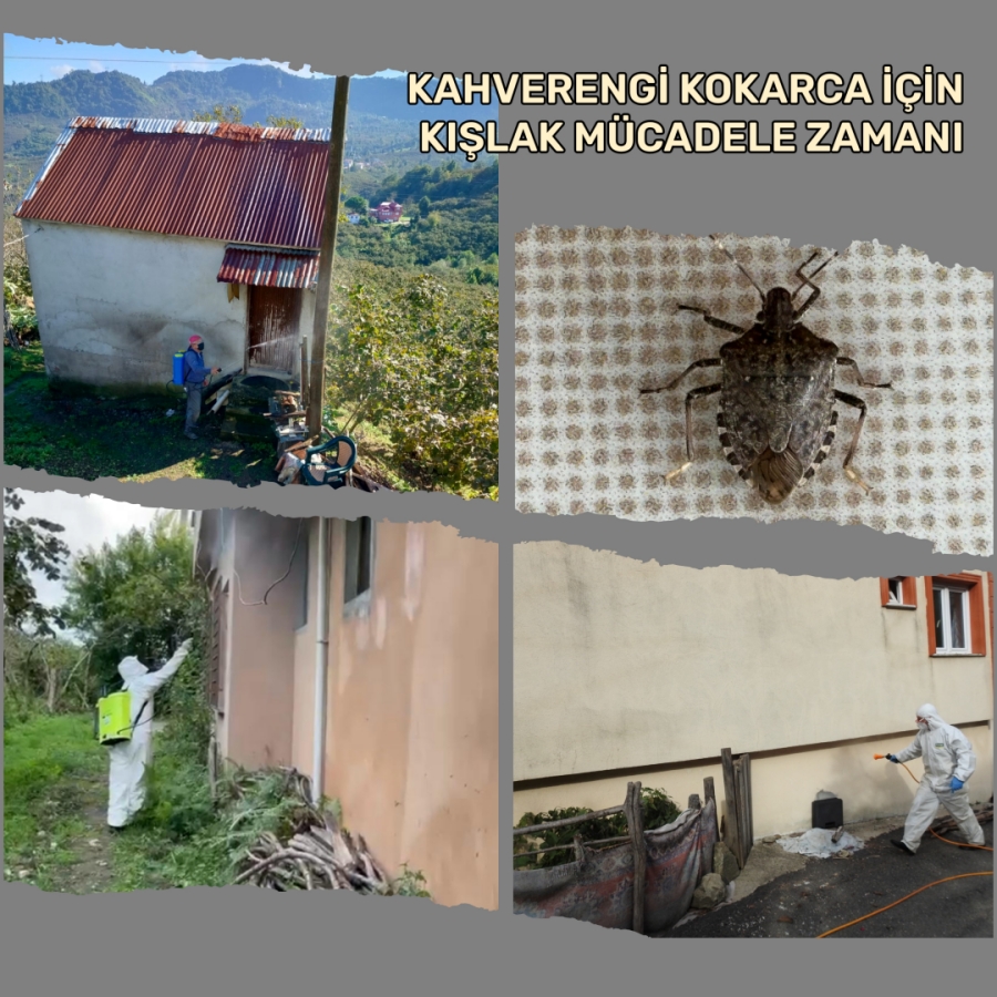 Kokarca Mücadelesinde Dikkat Edilecek