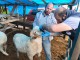 Kurban Satış Yerlerinde Gerekli Tedbirler