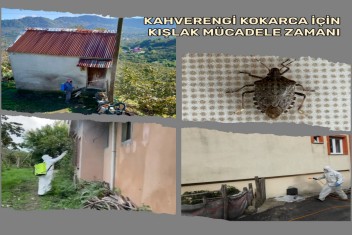 Kokarca Mücadelesinde Dikkat Edilecek