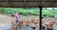Giresun’da Fındık Altı Yumurta Tavukçuluğu