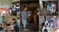 Giresun’da İlk 5 Ayda 267 Bin 556 Muhtelif Hayvan